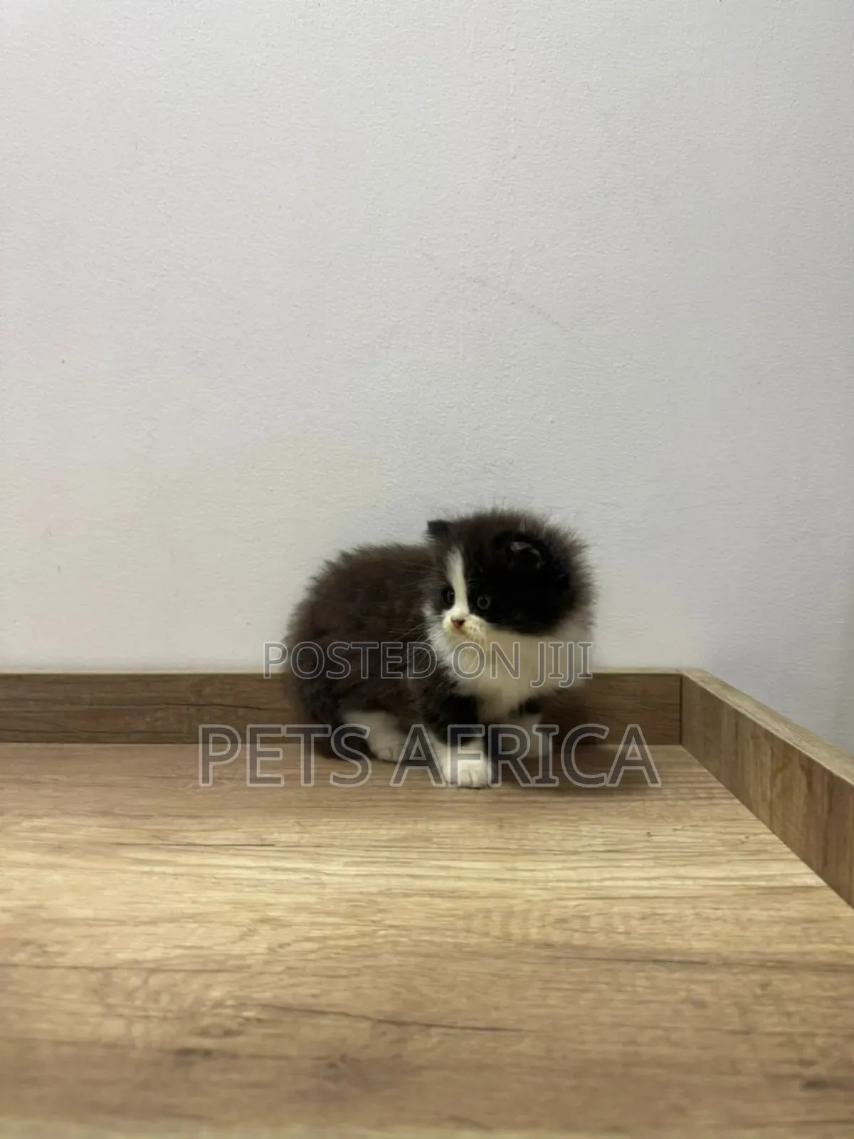 1-3 months Male Purebred Persian