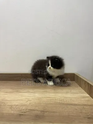 1-3 months Male Purebred Persian