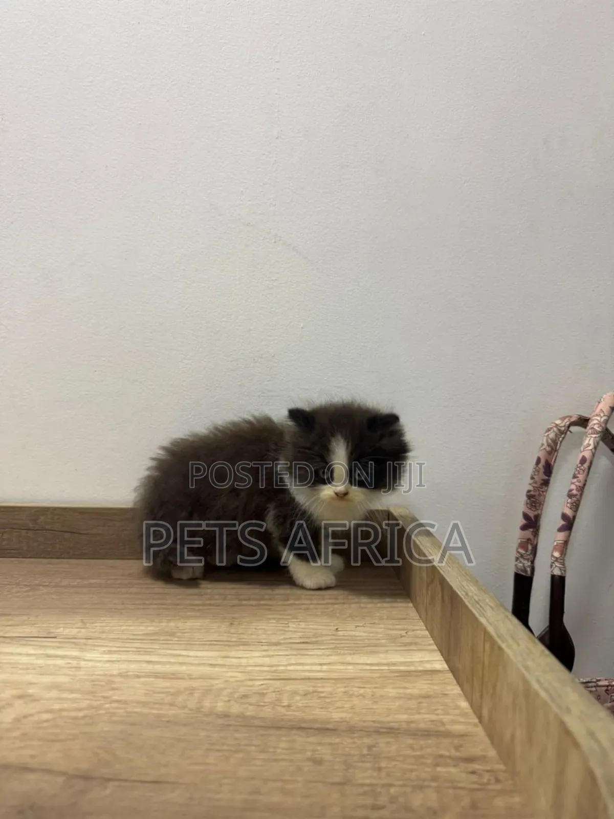 1-3 months Male Purebred Persian