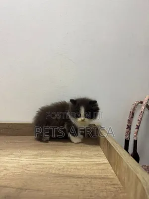 1-3 months Male Purebred Persian