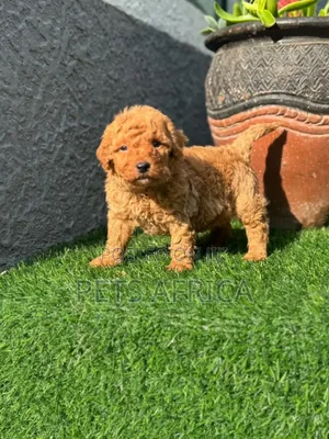 Photo - 1-3 months Male Purebred Poodle