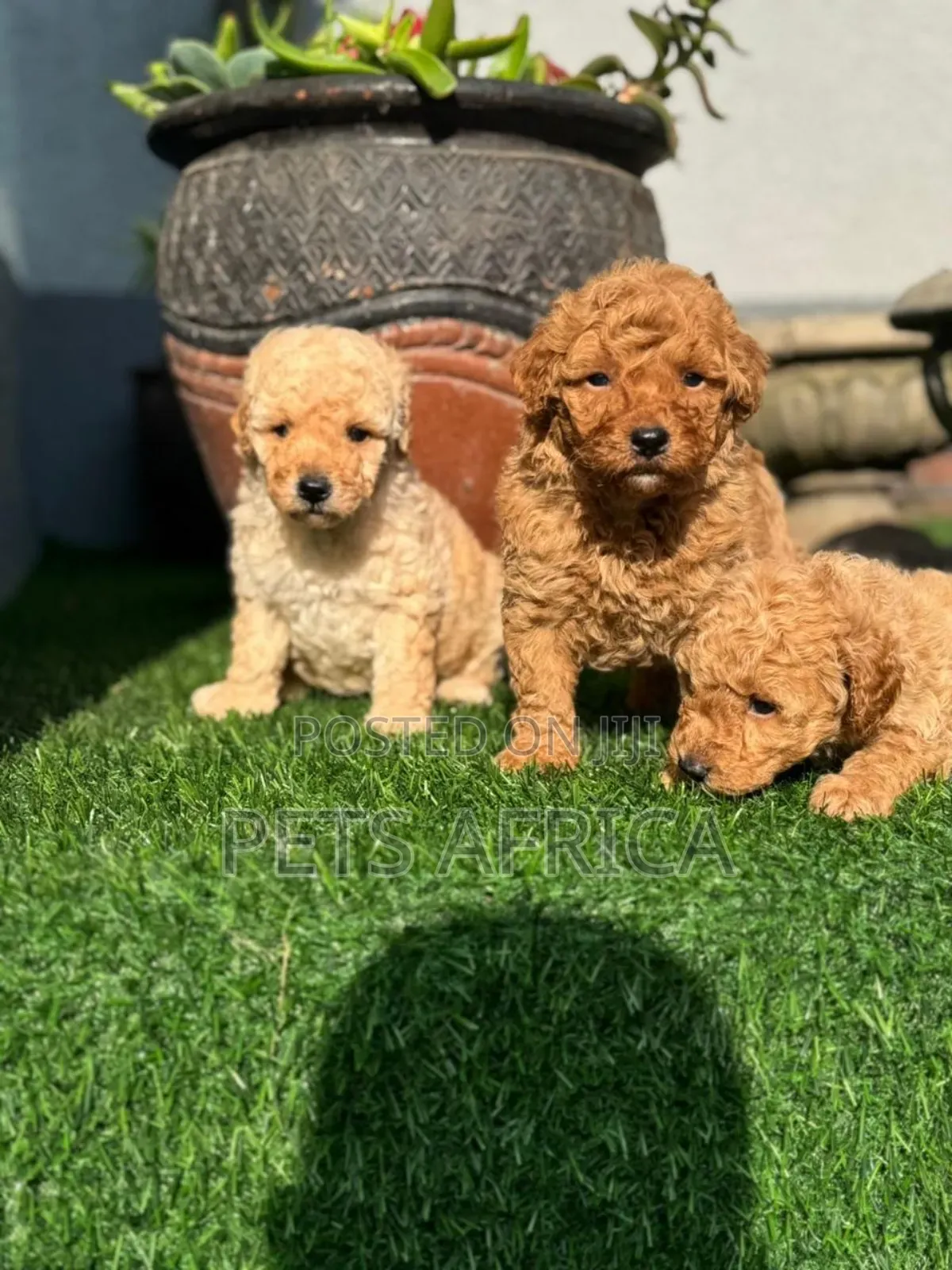 1-3 months Male Purebred Poodle