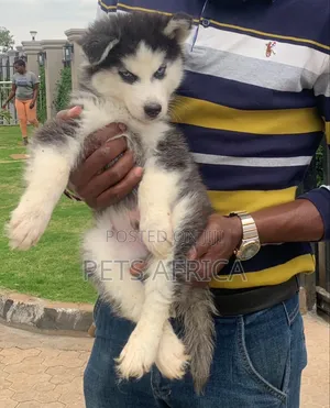 Photo - 1-3 months Male Purebred Siberian Husky