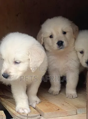 Photo - 1-3 months Male Purebred Golden Retriever