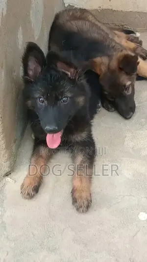 Photo - 1-3 months Female Purebred German Shepherd
