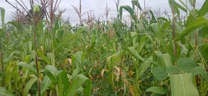 Photo - Farm for Sale at Kiserian-Mlangarini Area-Arusha-Tanzania