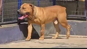 Photo - 6-12 months Male Purebred Boerboel