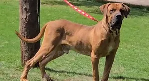 Photo - 1+ year Male Purebred Boerboel