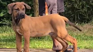 Photo - 3-6 months Male Purebred Boerboel