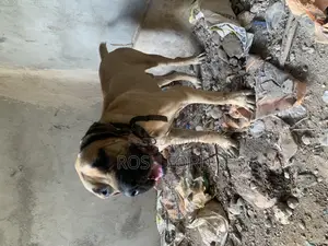 Photo - 1+ year Male Mixed Breed Boerboel