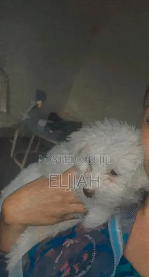 Photo - 1-3 months Male Mixed Breed Maltese