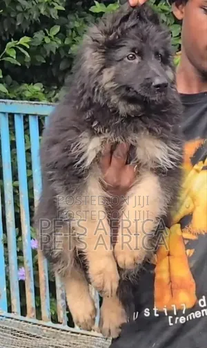 Photo - 1-3 months Male Purebred German Shepherd
