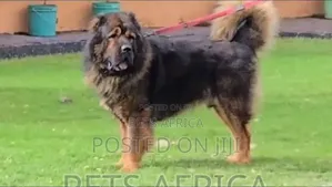 Photo - 1+ year Male Purebred Caucasian Shepherd