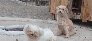 3-6 months Female Purebred Maltese