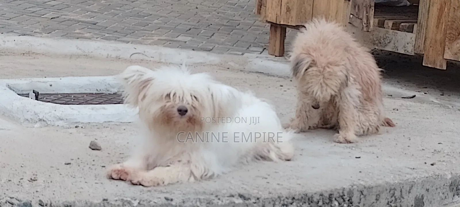 3-6 months Female Purebred Maltese
