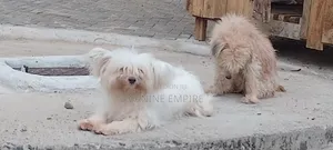 3-6 months Female Purebred Maltese