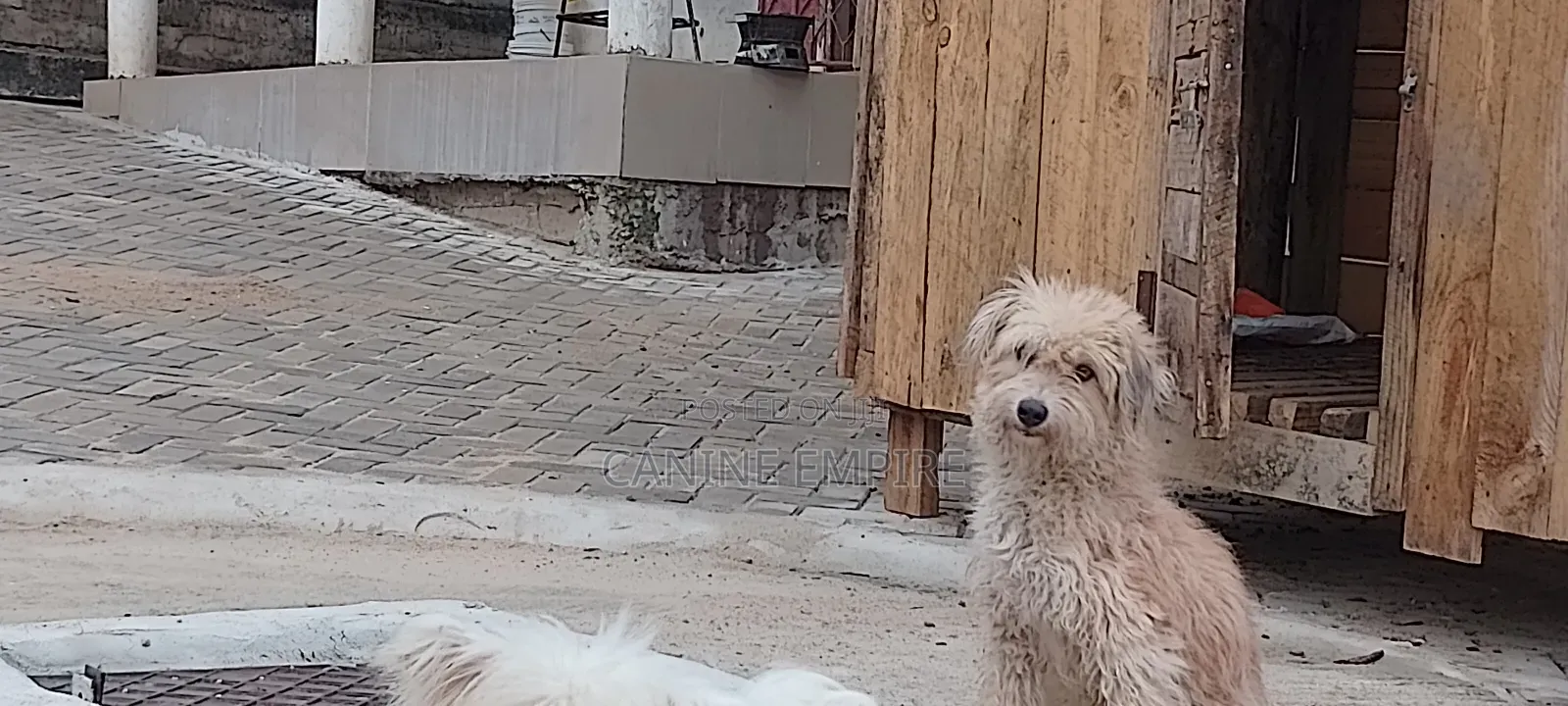 3-6 months Female Purebred Maltese