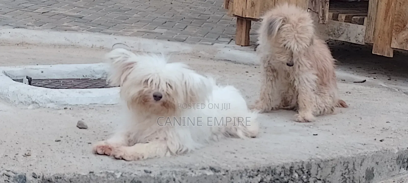 3-6 months Female Purebred Maltese