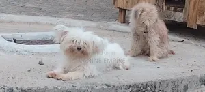 3-6 months Female Purebred Maltese