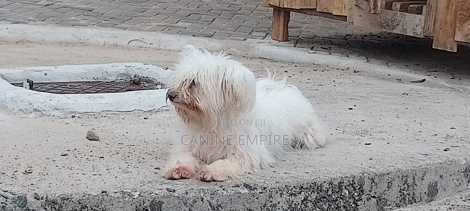 3-6 months Female Purebred Maltese