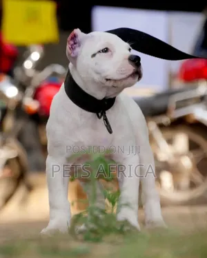 Photo - 1-3 months Male Purebred American Bully