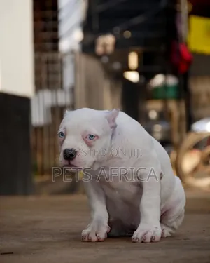 1-3 months Male Purebred American Bully