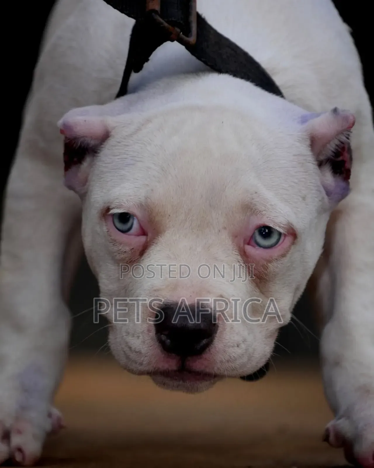 1-3 months Male Purebred American Bully