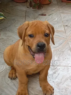 Photo - 1-3 months Male Purebred Boerboel