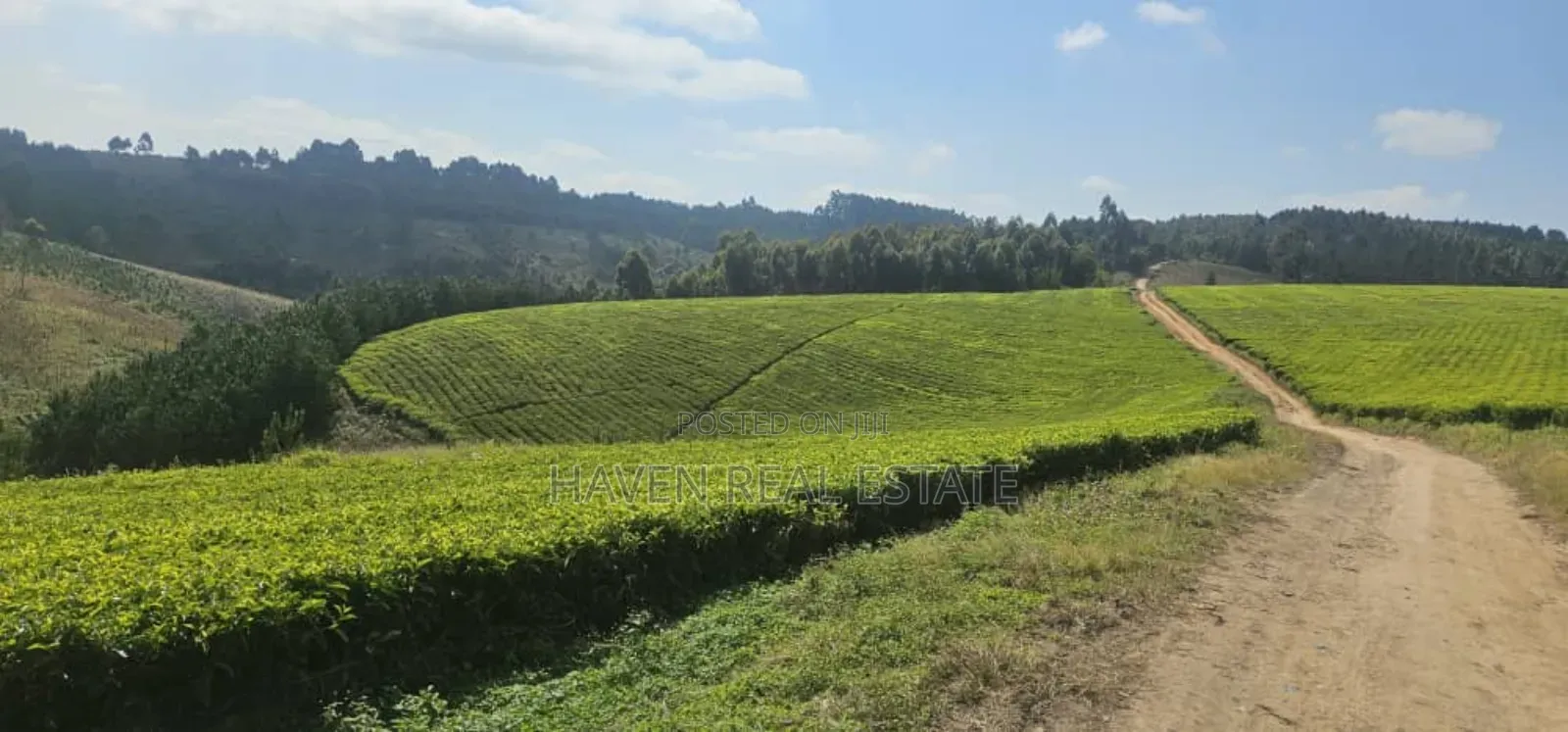 Shamba La Chai Linauzwa Iringa