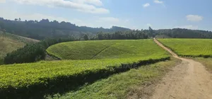 Shamba La Chai Linauzwa Iringa