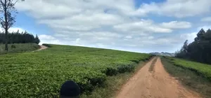 Shamba La Chai Linauzwa Iringa