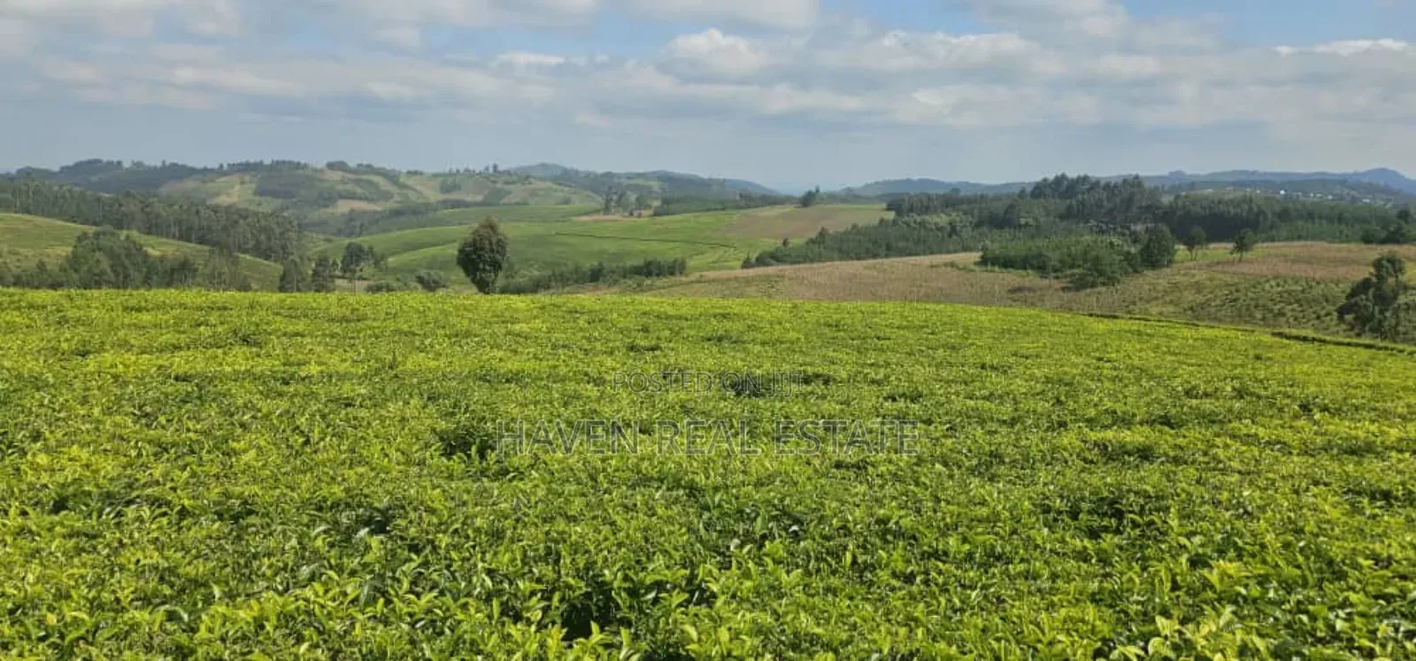 Shamba La Chai Linauzwa Iringa