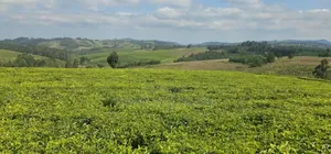 Shamba La Chai Linauzwa Iringa