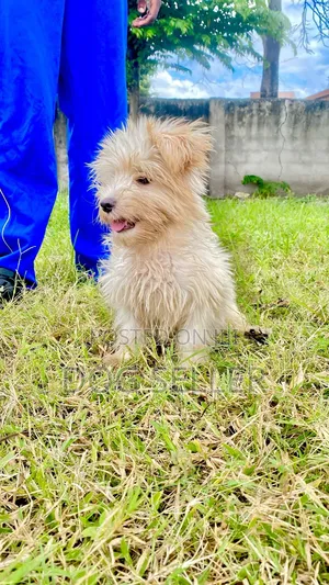 Photo - 1-3 months Male Purebred Maltese