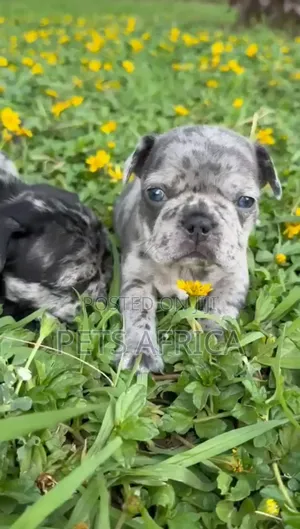 Photo - 1-3 months Male Purebred French Bulldog