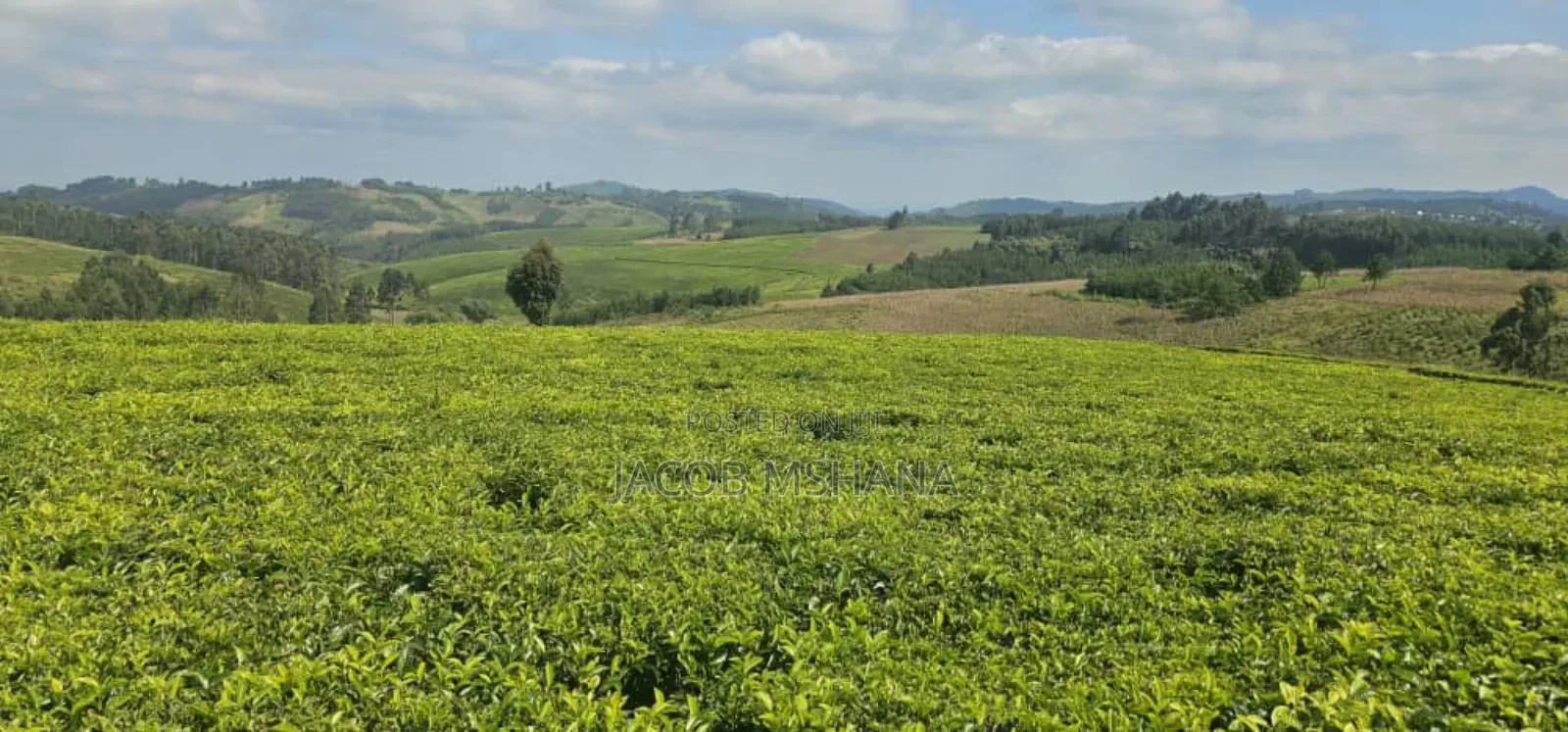 Shamba Linauzwa Mufindi Iringa