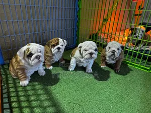 Photo - 1-3 months Male Purebred Bulldog