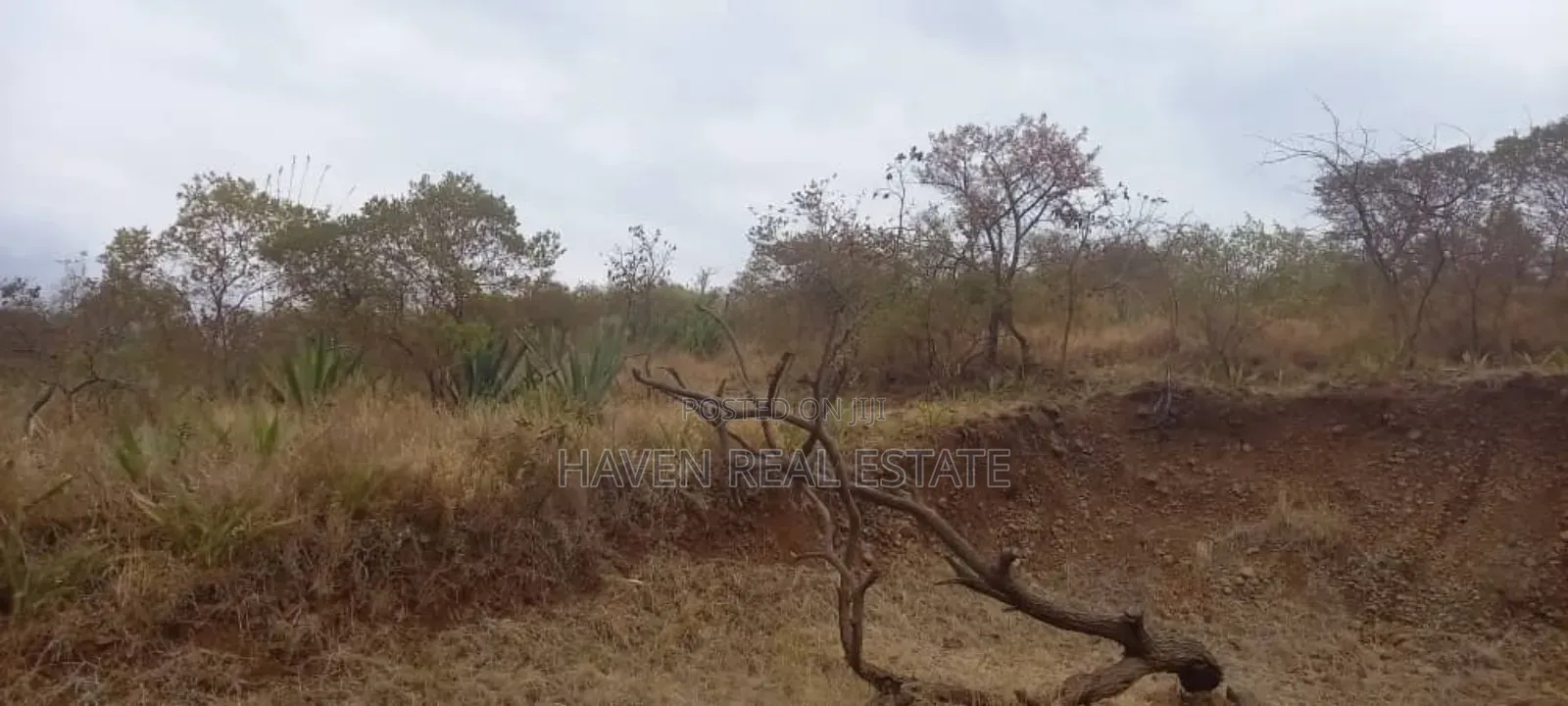 Eneo La Ekari 12 Linauzwa Barabara East Africa, Njiro-Arusha