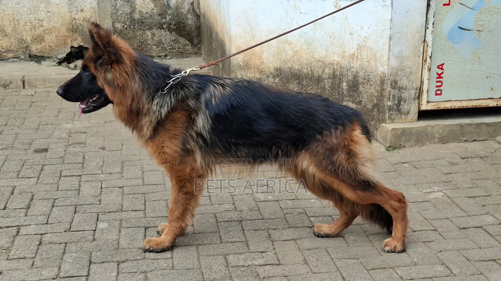 3-6 months Male Purebred German Shepherd