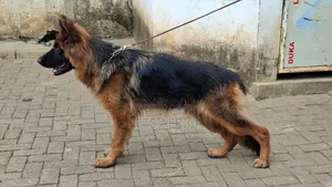 Photo - 3-6 months Male Purebred German Shepherd