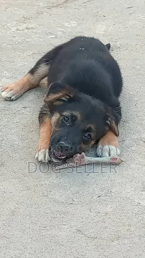 Photo - 1-3 months Female Purebred German Shepherd