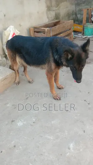 Photo - 1-3 months Female Purebred German Shepherd