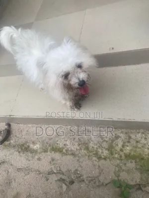 Photo - 3-6 months Female Purebred Maltese
