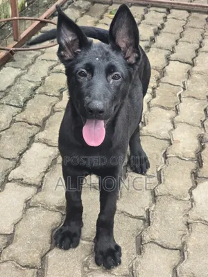 Photo - 1-3 months Female Purebred German Shepherd