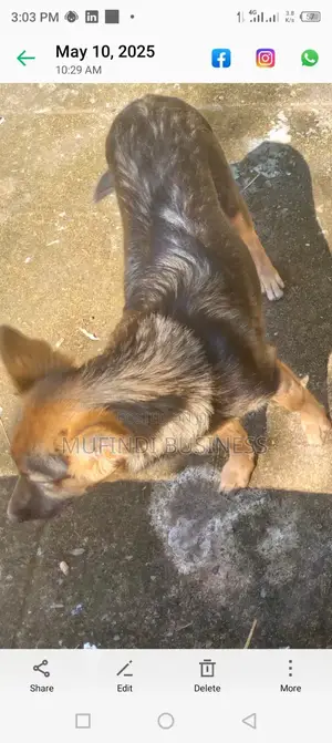 Photo - 3-6 months Male Purebred German Shepherd