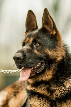 Heavy Duty Dog Chains(Minyororo Wa Kufungia Mbwa)