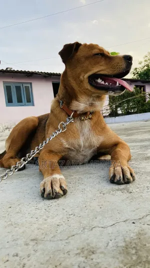 Photo - Heavy Duty Dog Chains(Minyororo Wa Kufungia Mbwa)