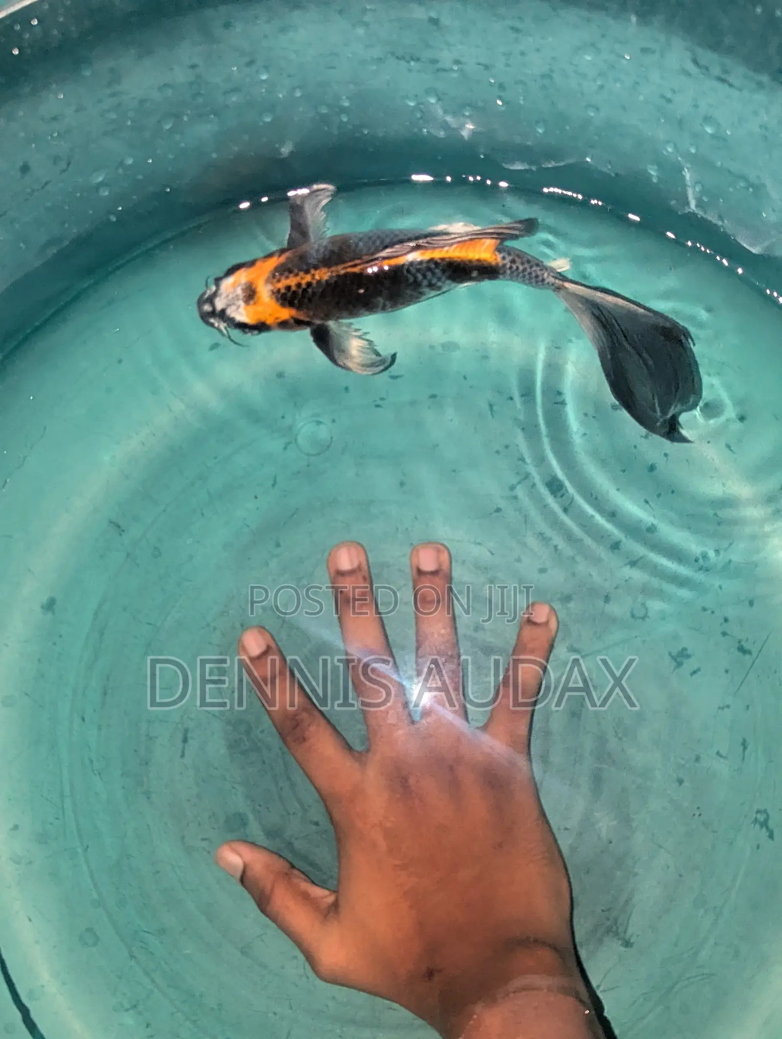 Japanese Koi Fish