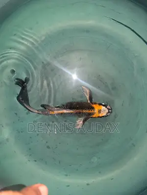 Japanese Koi Fish