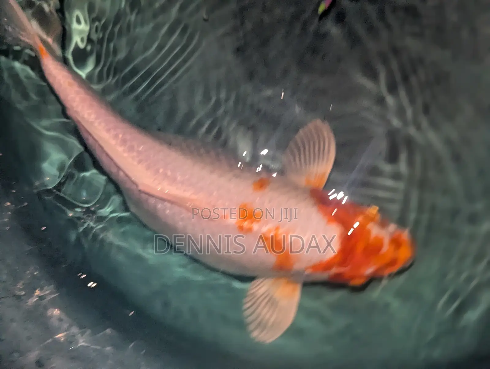 Japanese Koi Fish